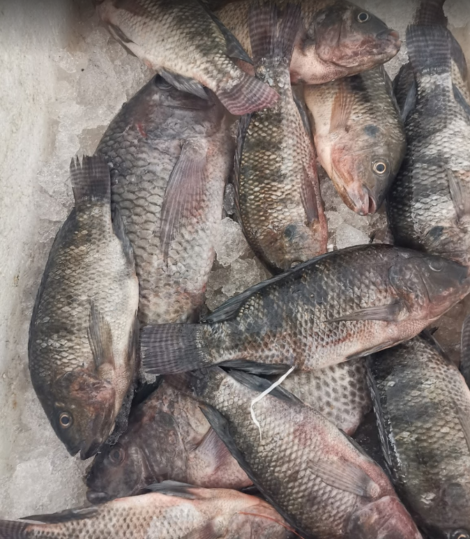 Emad Fish
